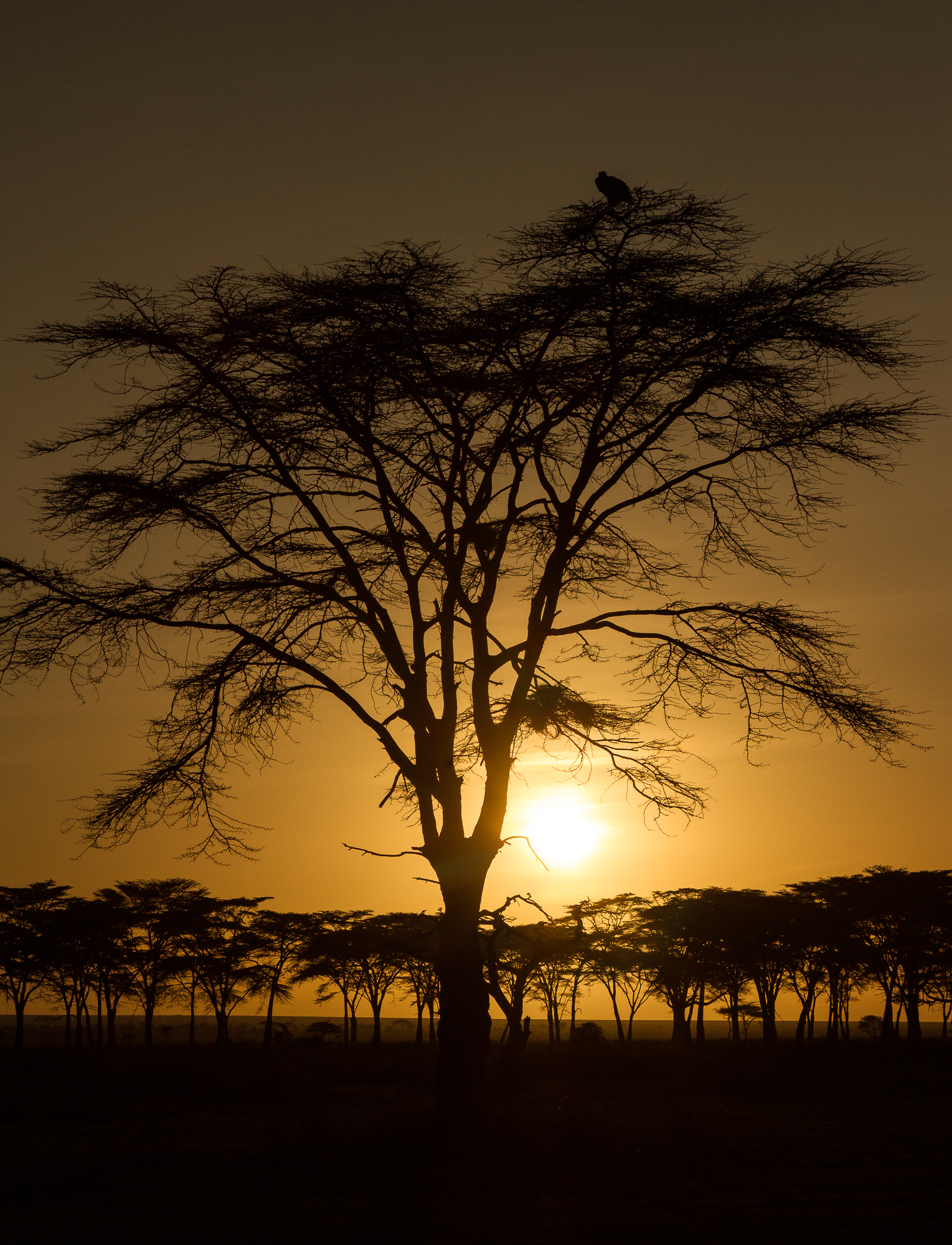 Ruaha Wilderness VIP Adventure